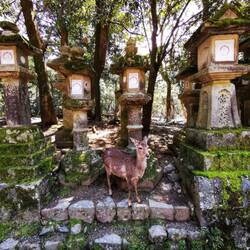 Kasuga-Schrein, Nara
