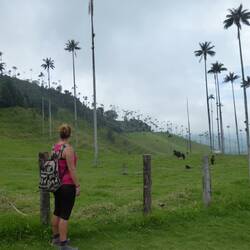 Wow, wat zijn ze groot.. de palm wax trees @ Cocora valley