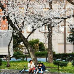 Picknick unter dem Kirschbaum