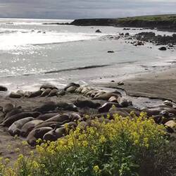 Elephantenkonzert mit Phillips Lache im Hintergrund 🙃