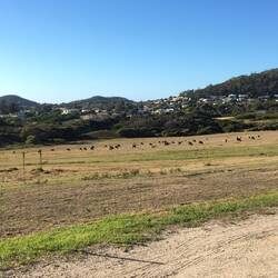 There are fields and fields of these dwarf cows all over Tasmania