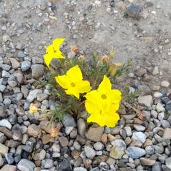 Little Wildflower In The Desert