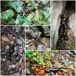 Meine erste. Feuerslamander