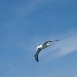 Ein Royal Albatros, der größte Vogel der Welt 🤩