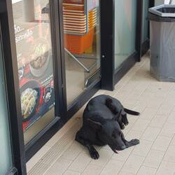 Clever Pooch.....spends all day at the door of the convenience store where cool air gushes out each time the d