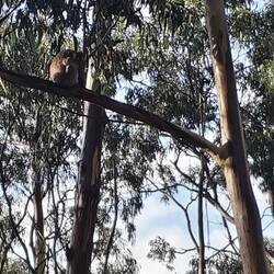 Koala an der Grey River Road
