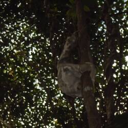 Sloth