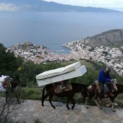 Transporte erfolgen mit Maultieren