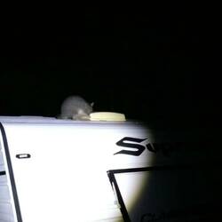 That possum critter on the roof