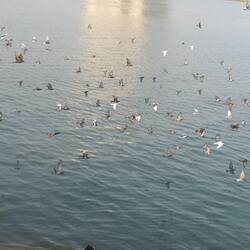 10000 Tauben am Mekong