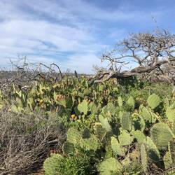 Überall schöne Sukkulenten!