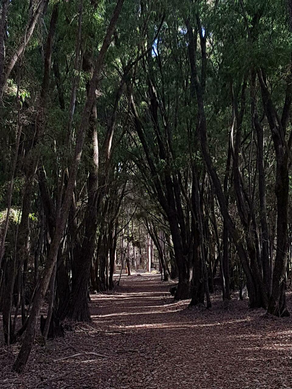 A road through the trees
