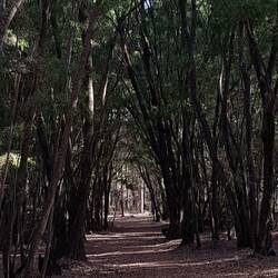 A road through the trees