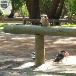 Cheeky Kookaburras with our lunch