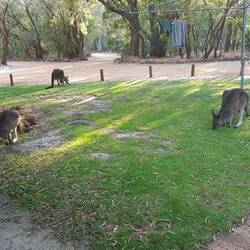 Skippy's having some brekky