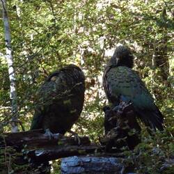 Kea's neuseeländischer Bergpapagei