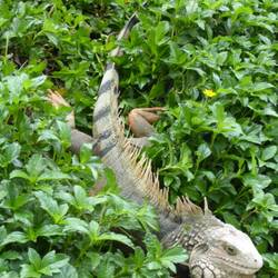 Iguana in de botanical garden