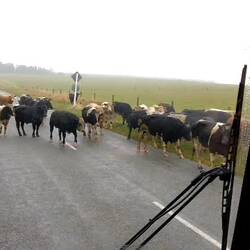 New Zealand Traffic Jam