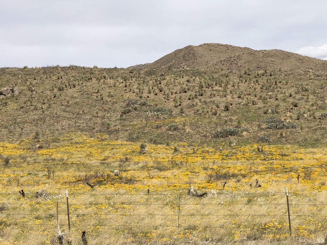 Yellow puppies auf der Höhe nach Las Cruzes.