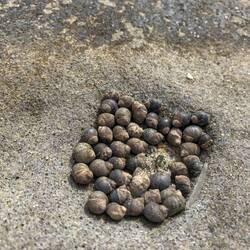 Periwinkles in kleinen Löchern