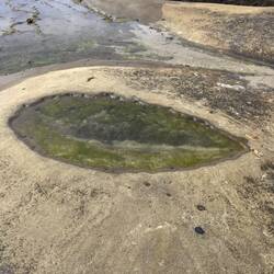 Tidal Pool Drachenauge 🐉