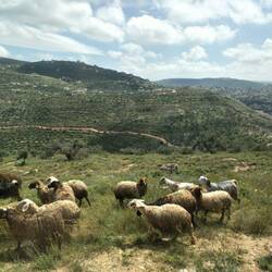 Sheep on hillside