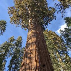 Die ersten Äste befinden sich in 30 Metern Höhe