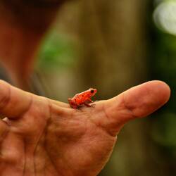 Der giftige Red Frog auf Felix' Hand