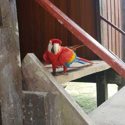 Papagei auf der Lodge