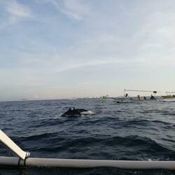 Dolphins 🐬
