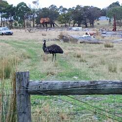 An Emu at Gladstone