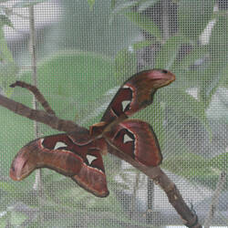 Atlasspinner (Attacus atlas)