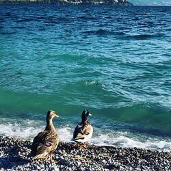 Lass uns schwimmen gehen...🦆🦆