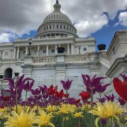 Capitol