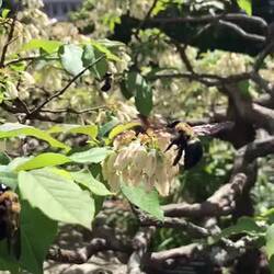 Hummelgetummel mit nerviger musikalischer Untermalung