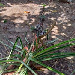 Een ananasplant @ Tyrona NP