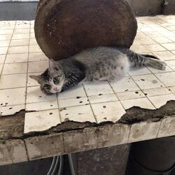 Katze vor Hackblock