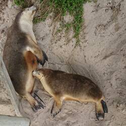 Seelöwen an der Seal Bay