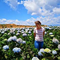 Hortensienfeld auf der Teeplantage
