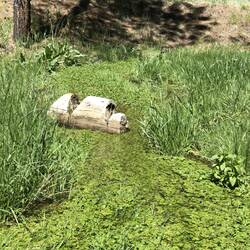 Cedar Creek, das Grün besticht hier in der doch eher trockenen Region.