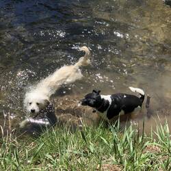 Das lieben die Hunies, ein Bad im Cedar Creek