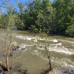 Ein mutiger Kajakfahrer. Sieht recht harmlos aus, er hing aber kurz darauf kopfüber im Wasser