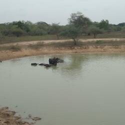 Wasserbüffel am baden