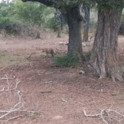 Leopard!! DAS sind ca. 5m die er/sie weg ist! :)
