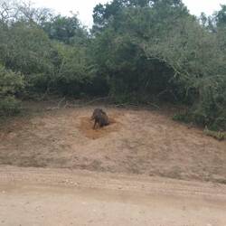 Schweinchen am baden