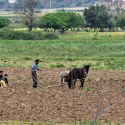 Pflügen wie vor Jahrhunderten