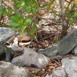 Iguanas sieht man viele🦎