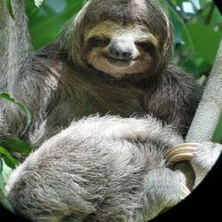 Mama Faultier mit Baby 😍😍😍