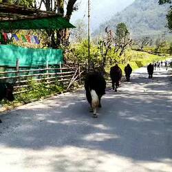 Departure day : while the yaks are going up and the students down, Birendra is still trying to get me a permit