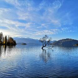 #thewanakatree - der meistfotografierte Baum der Welt